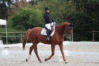 Dressage